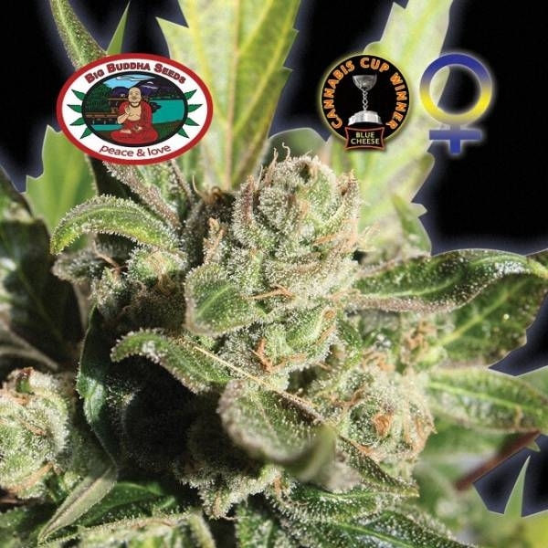 Blue Cheese (Big Buddha Seeds) Feminiserade