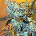 White Widow (Spliff Seeds) Feminiserade