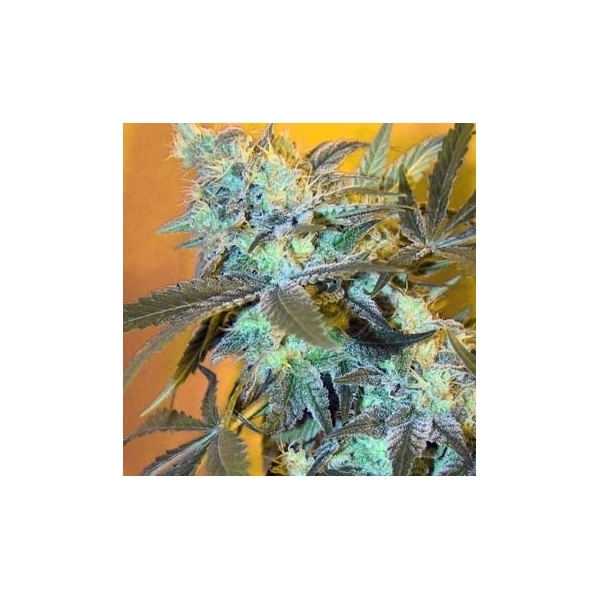 White Widow (Spliff Seeds) Feminiserade