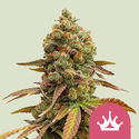 Special Queen 1 (Royal Queen Seeds) Feminiserade