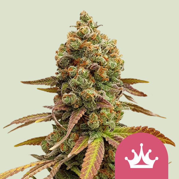 Special Queen 1 (Royal Queen Seeds) Feminiserade