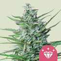 Special Kush 1 (Royal Queen Seeds) Feminiserade