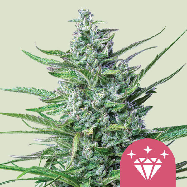 Special Kush 1 (Royal Queen Seeds) Feminiserade