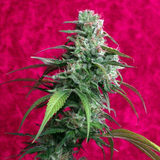Juanita La Lagrimosa (Reggae Seeds) Feminiserade