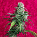 Juanita La Lagrimosa (Reggae Seeds) Feminiserade