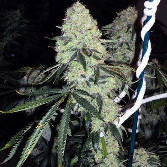 Deadhead OG (Cali Connection) feminiserade