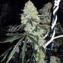 Deadhead OG (Cali Connection) Feminiserade