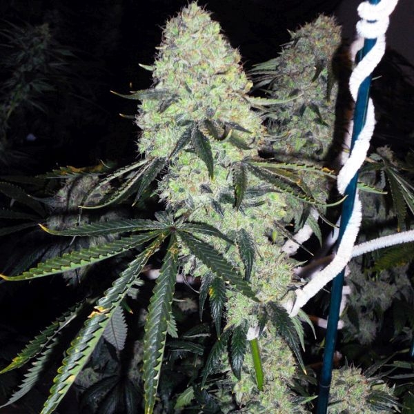 Deadhead OG (Cali Connection) Feminiserade