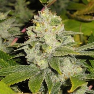 Deadhead OG (Cali Connection) Feminiserade