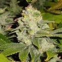 Deadhead OG (Cali Connection) Feminiserade