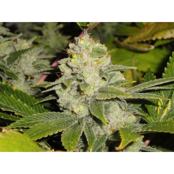 Deadhead OG (Cali Connection) Feminiserade