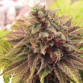 Chem Valley Kush (Cali Connection) Feminiserade