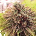 Chem Valley Kush (Cali Connection) Feminiserade