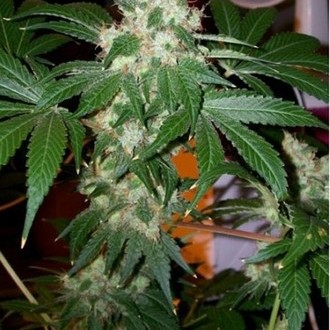 Chem Valley Kush (Cali Connection) Feminiserade