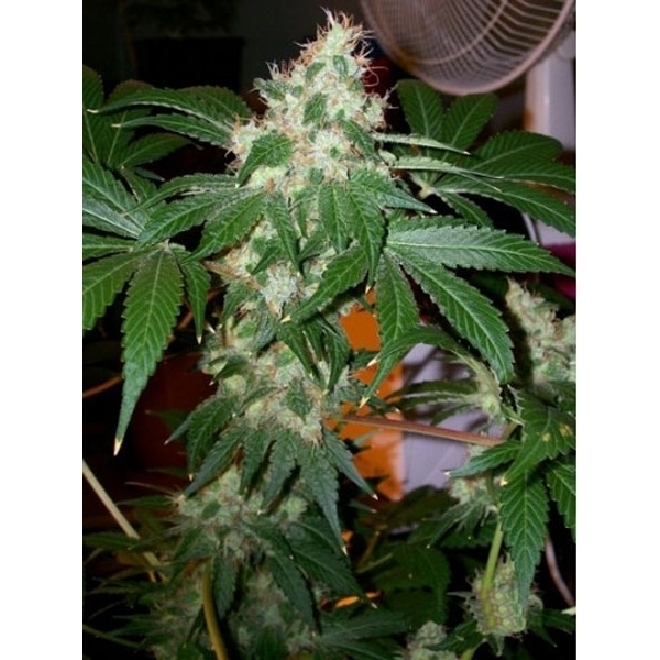 Chem Valley Kush (Cali Connection) Feminiserade