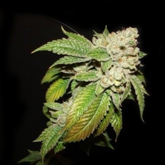 Larry OG Kush (Cali Connection) Feminiserade