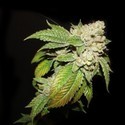 Larry OG Kush (Cali Connection) Feminiserade
