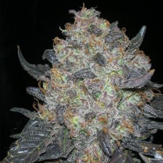 Blackwater (Cali Connection) feminiserade cannabisfr&ouml;n