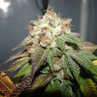 Pre 98 Bubba (Cali Connection) Feminiserade