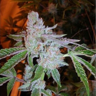 Buddha Tahoe OG (Cali Connection) feminiserade cannabisfr&ouml;n