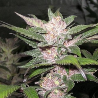 Purple Chem (Cali Connection) feminiserade cannabisfr&ouml;n