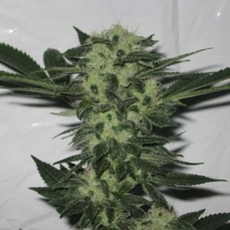 818 Headband (Cali Connection) feminiserade cannabisfr&ouml;n