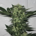 818 Headband (Cali Connection) Feminiserade