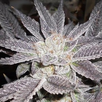 LA Affie (The Cali Connection) feminiserade cannabisfr&ouml;n