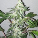 Girl Scout Cookies (The Cali Connection) Feminiserade