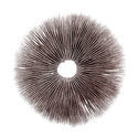 Sportryck Psilocybe cubensis Ecuador