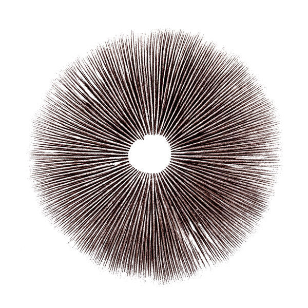 Sportryck Psilocybe cubensis Ecuador