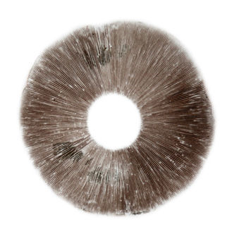 Sportryck av Psilocybe cubensis B+