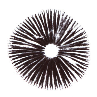 Sportryck av Psilocybe cubensis Golden Teacher