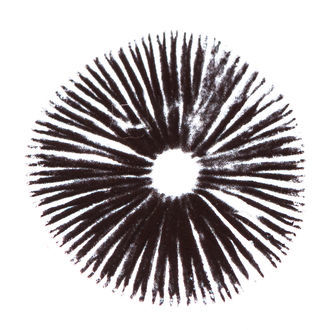 Sportryck Psilocybe cubensis Golden Teacher