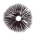 Sportryck Psilocybe cubensis Golden Teacher