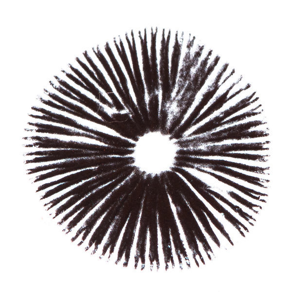 Sportryck Psilocybe cubensis Golden Teacher