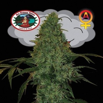 Critical Mass Automatic (Big Buddha Seeds) feminiserade