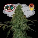 Critical Mass Autoflower (Big Buddha Seeds) Feminiserade