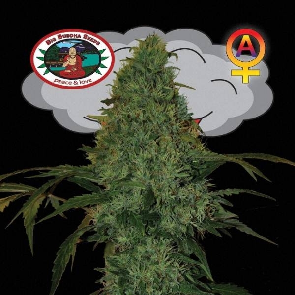 Critical Mass Autoflower (Big Buddha Seeds) Feminiserade