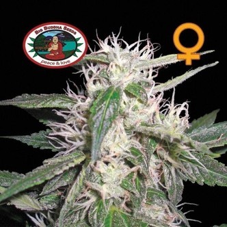 Cheese Dawg (Big Buddha Seeds) feminiserade