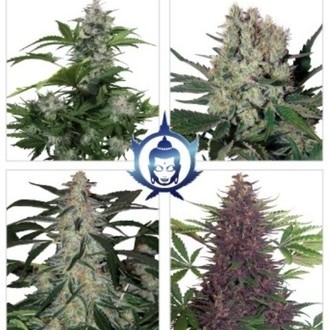 Assorted Auto (Buddha Seeds) Feminiserade