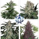 Assorted Auto (Buddha Seeds) Feminiserade