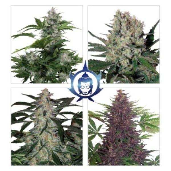 Assorted Auto (Buddha Seeds) Feminiserade