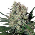 Syrup Auto (Buddha Seeds) Feminiserade