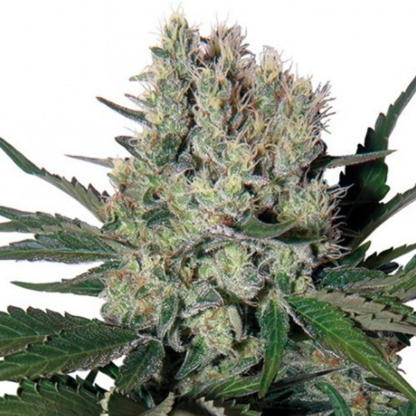 Syrup Auto (Buddha Seeds) Feminiserade