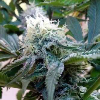 Douce Nuit (French Touch Seeds) feminiserade