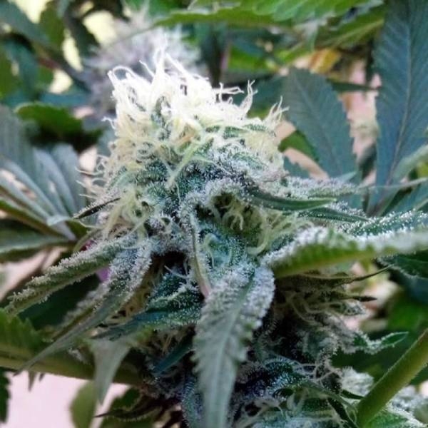 Douce Nuit (French Touch Seeds) Feminiserade