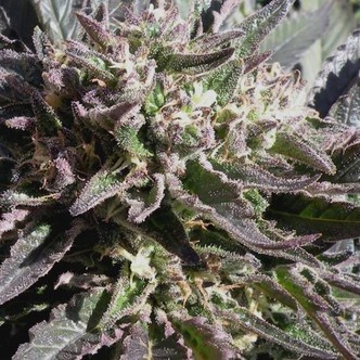 Frencheese (French Touch Seeds) feminiserade