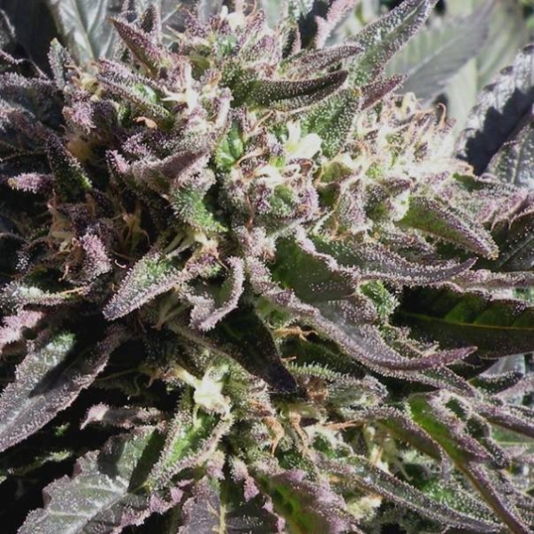 Frencheese (French Touch Seeds) Feminiserade