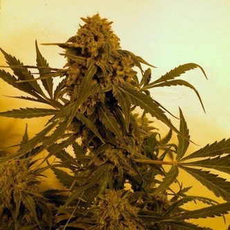 Guillotine (French Touch Seeds) feminiserade cannabisfr&ouml;n